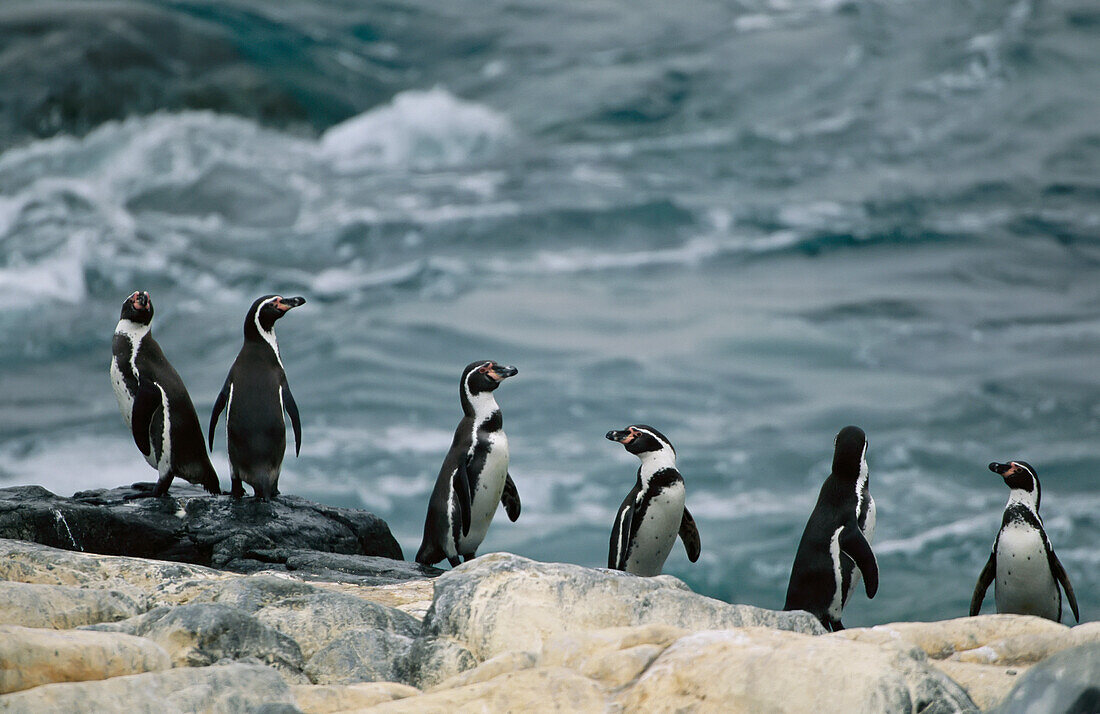 Peruanische,oder Humboldt,Pinguine (Spheniscus humboldti) an einem felsigen Ufer im Pan de Azucar Nationalpark,Chile