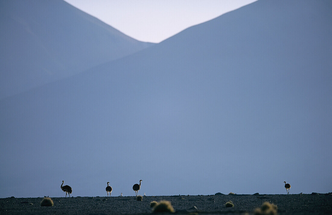 Ostriches in the Atacama Desert,Chile