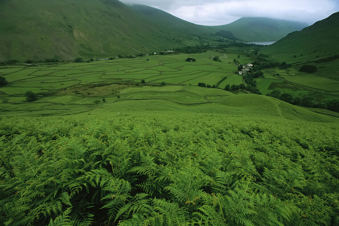 View from a fern-covered hillside of a valley north of Scafell Pike,England