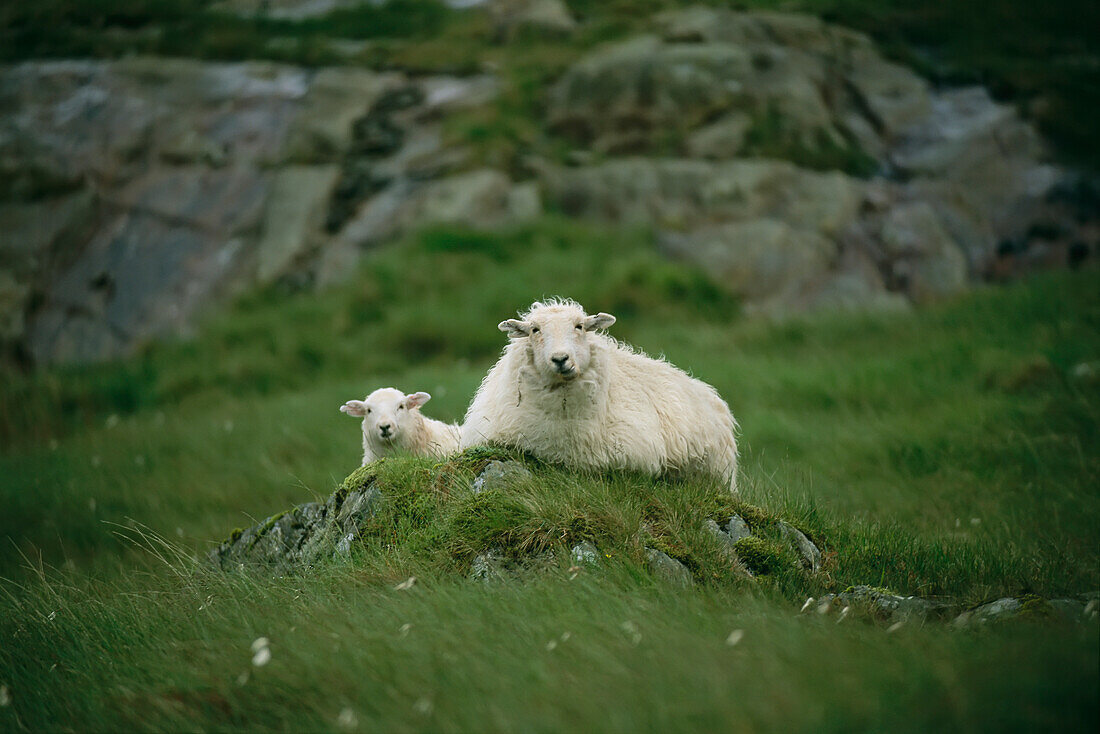 Mutterschaf und ihr Lamm (Ovis aries) ruhen auf einem kleinen Hügel, Ben Nevis, Schottland