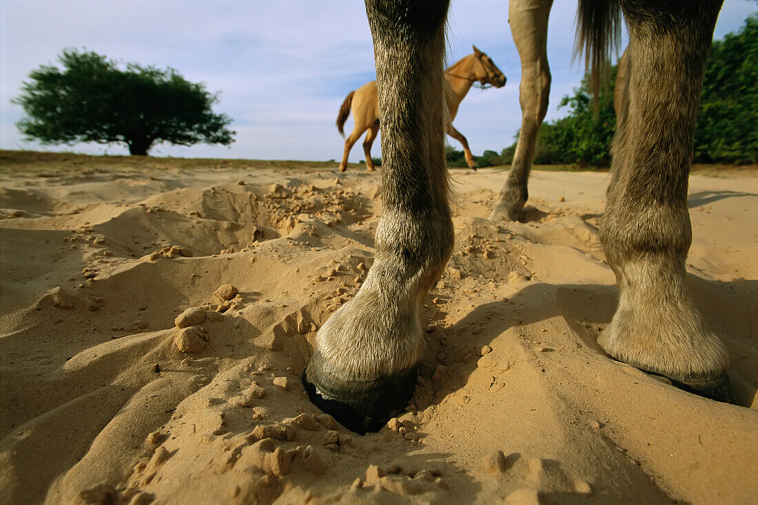Horses on a sandy road that floods during the rainy season,Pantanal,Brazil