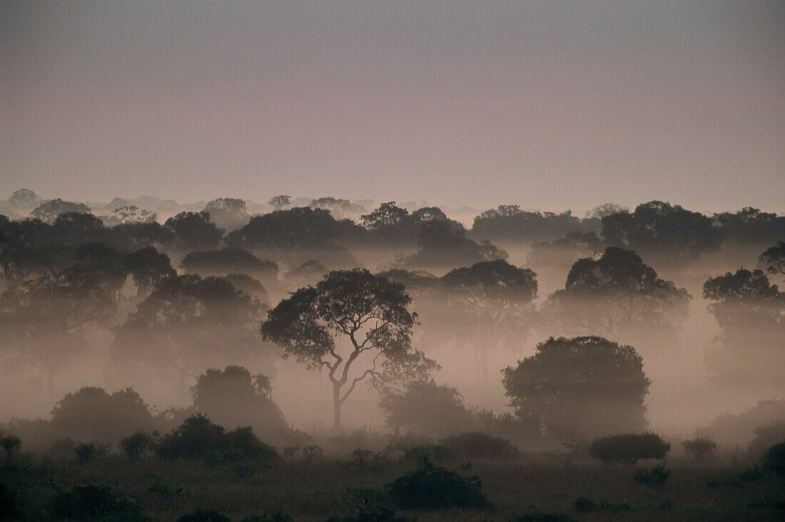 Mist rises from a forest in the Pantanal,Pantanal,Brazil
