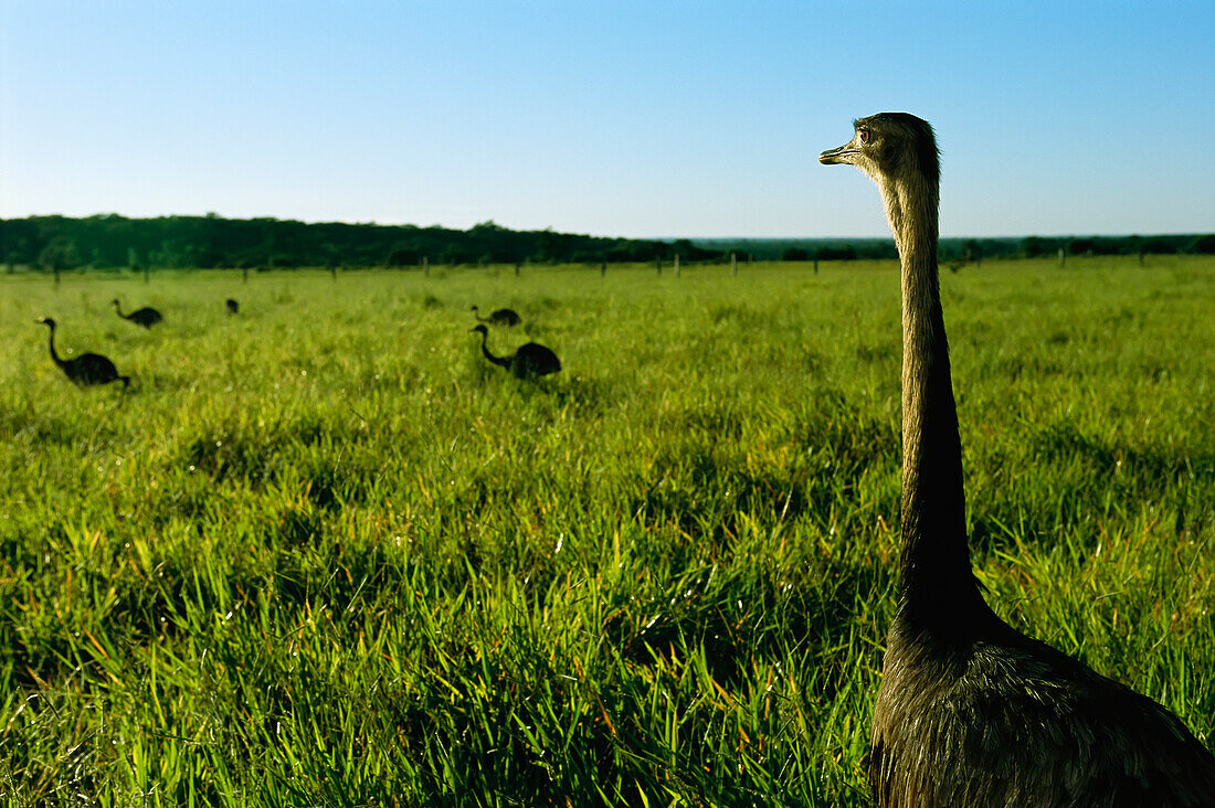 Greater rheas (Pterocnemia pennata) graze in tall savannah grass,Pantanal,Brazil