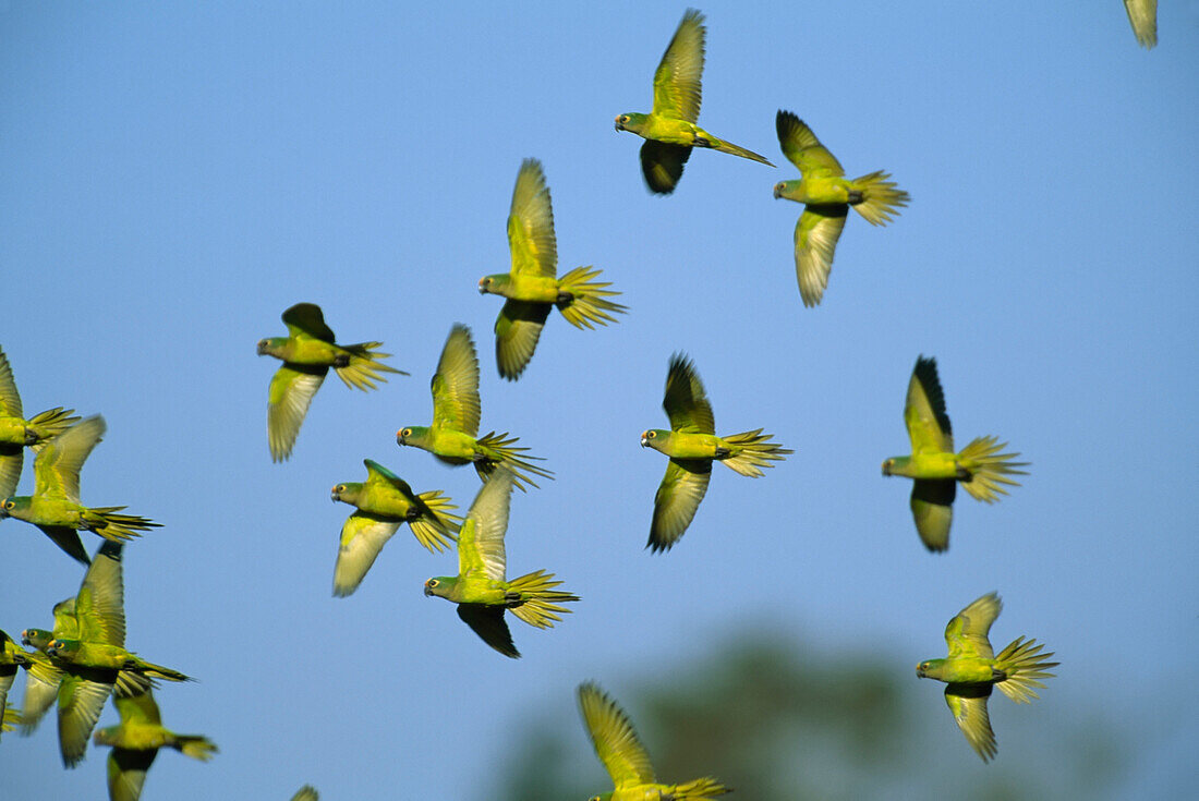 Schwarm fliegender Pfirsichstirnsittiche (Eupsittula aurea) vor blauem Himmel, Pantanal, Brasilien