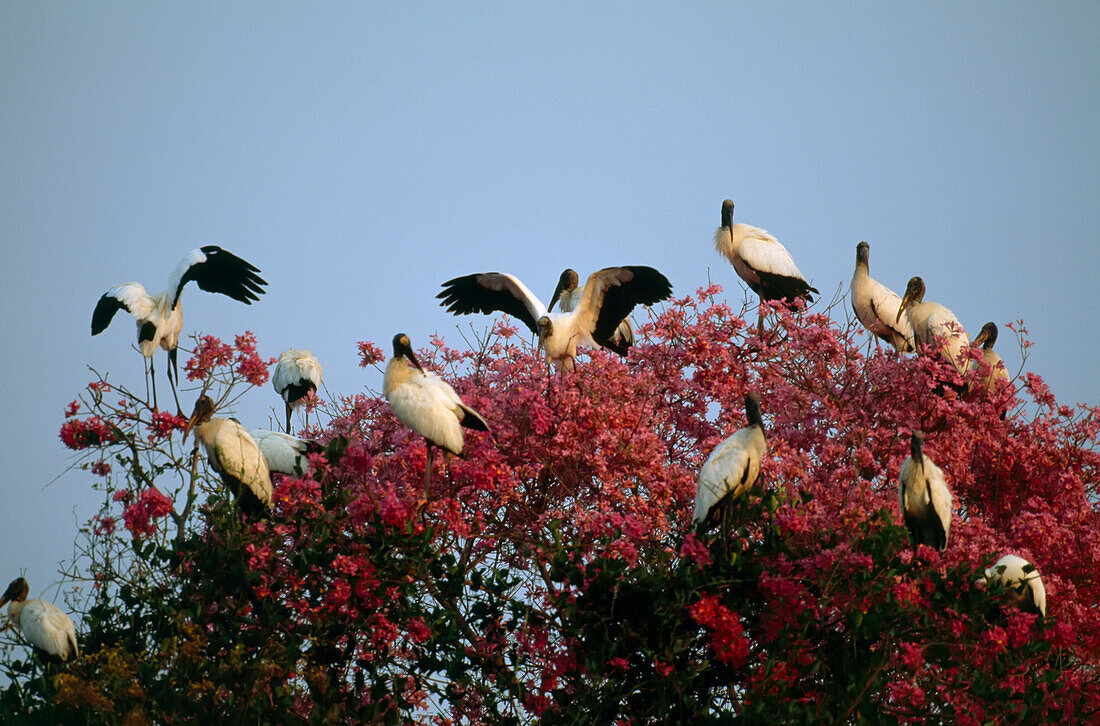 Holzstörche (Mycteria americana) versammeln sich auf einem Baum, Pantanal, Brasilien