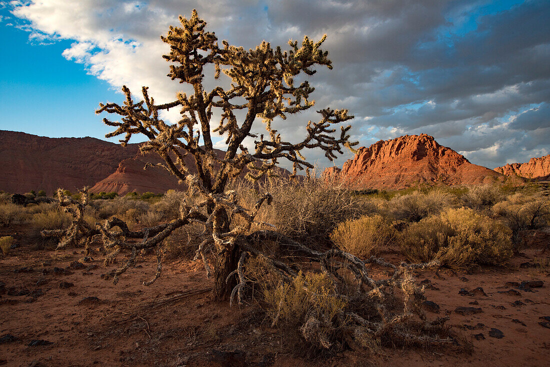 Knorriger Wüstenbaum entlang des Wanderweges durch den Snow Canyon, hinter dem Red Mountain Spa, im Red Cliffs Desert Reserve um St George Town mit roten Felsklippen und trockenem Gebüsch unter einem bewölkten, blauen Himmel, St George, Utah, Vereinigte Staaten von Amerika