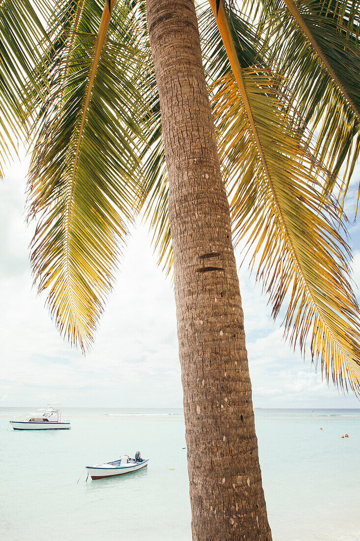 Nahaufnahme einer Palme mit schwimmenden Menschen und Booten, die am unberührten weißen Sandstrand des kleinen Dorfes Worthing, Worthing, Barbados, Karibik, festgemacht sind