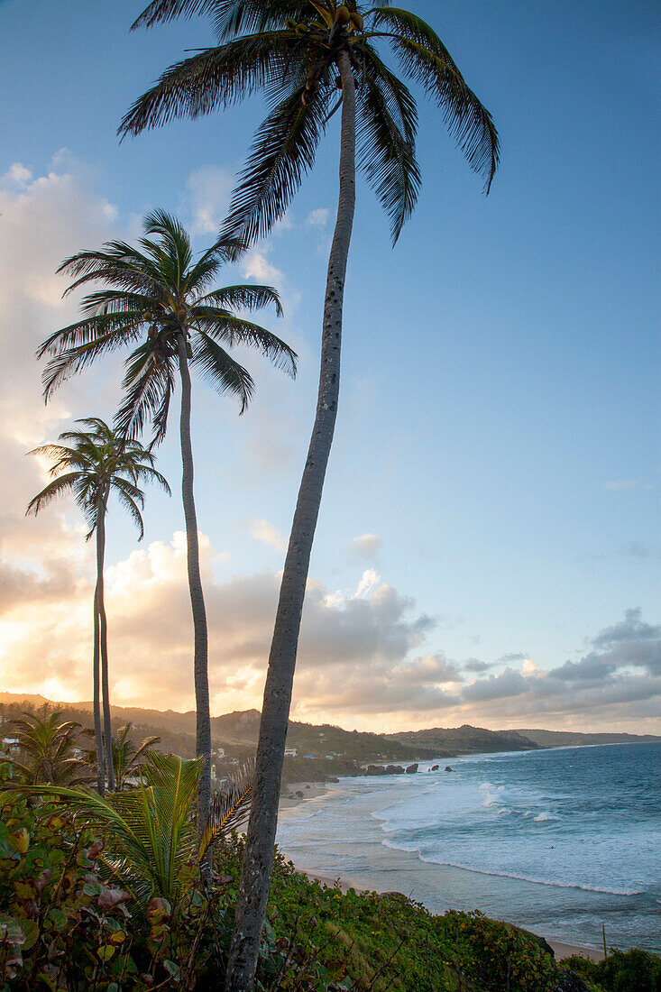 Blick auf die Küstenlinie von Bathsheba in Richtung Norden mit Palmen vor blauem Himmel in der Dämmerung,Bathsheba,Barbados,Karibik