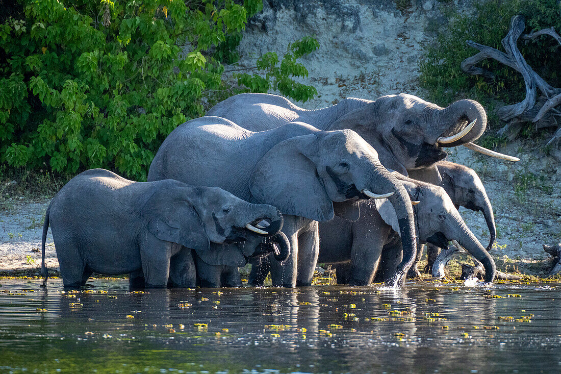 Herde afrikanischer Buschelefanten (Loxodonta africana) steht im Wasser und trinkt aus dem Fluss im Chobe-Nationalpark,Chobe,Botswana