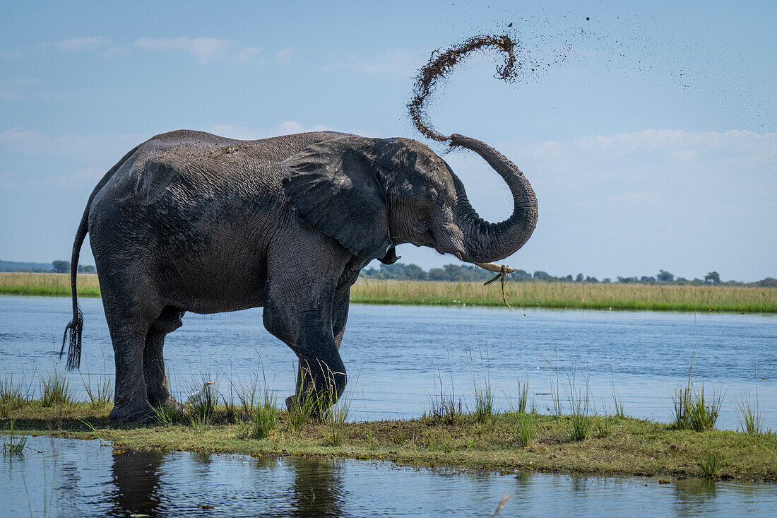 Porträt eines afrikanischen Buschelefanten (Loxodonta africana), der am Fluss steht und sich mit Schlamm bespritzt, im Chobe-Nationalpark, Chobe, Botswana