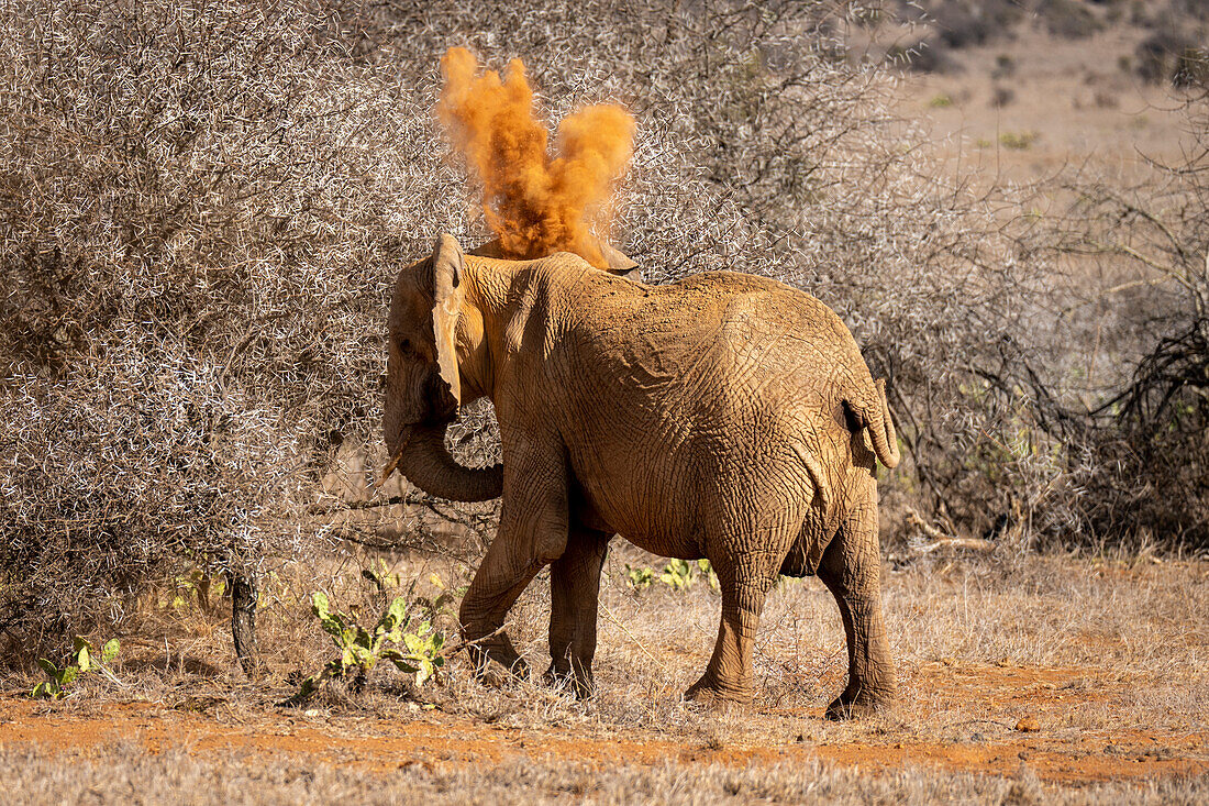 African bush elephant (Loxodonta africana) standing on the savannah throwing dust over itself at Segera,Segera,Laikipia,Kenya