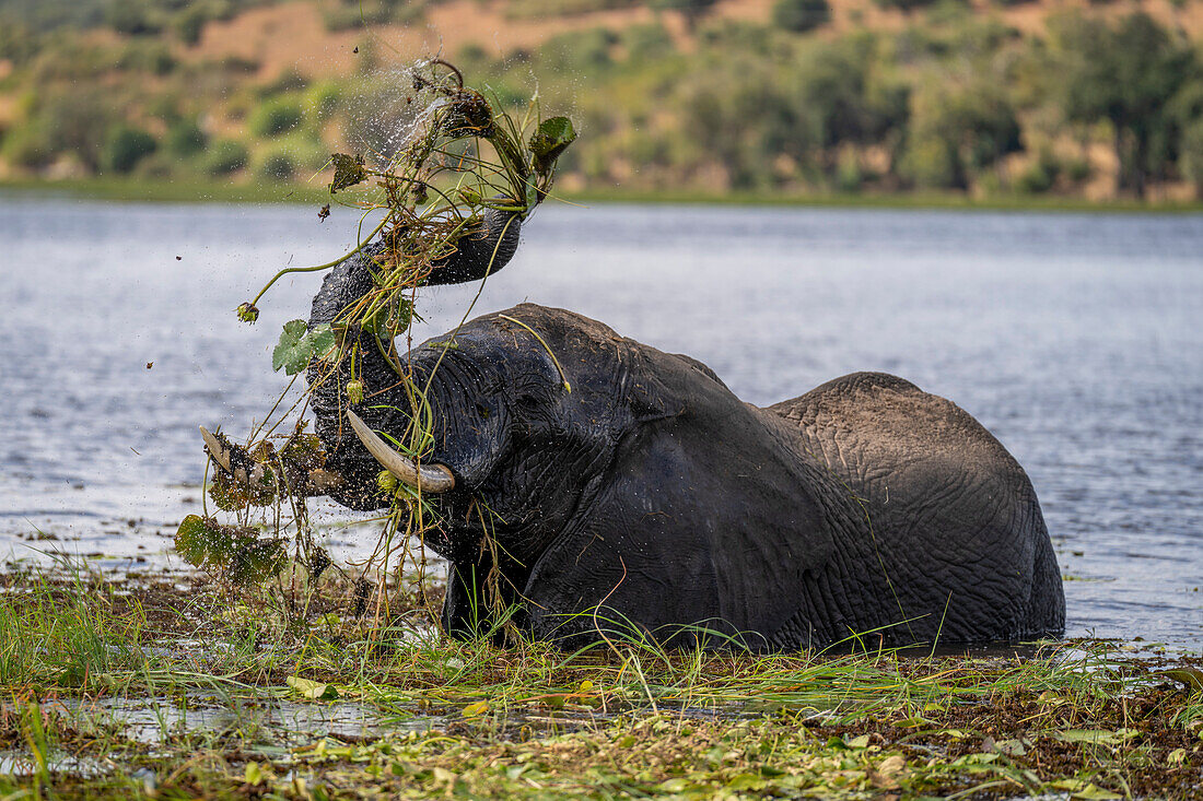 Porträt eines afrikanischen Buschelefanten (Loxodonta africana), der im Fluss steht und sich mit Gras und Wasser wäscht, im Chobe-Nationalpark, Chobe, Botsuana