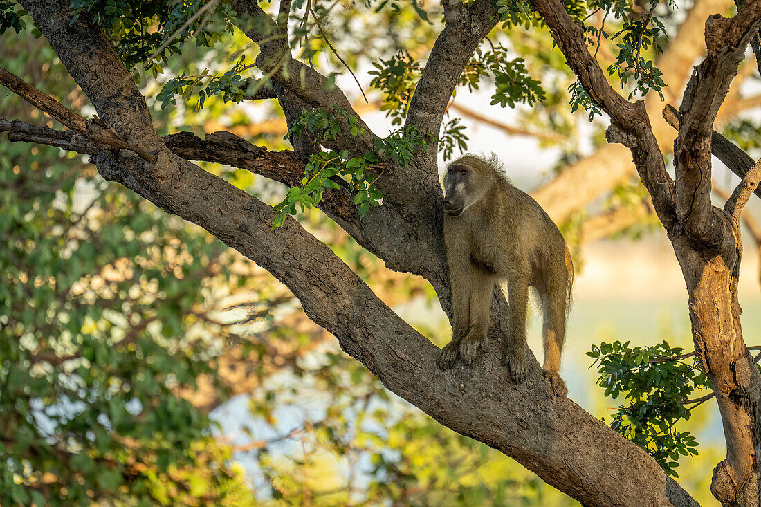 Chacma baboon (Papio ursinus) standing high-up on a shaded tree branch on a riverbank in Chobe National Park,Chobe,North-West,Botswana