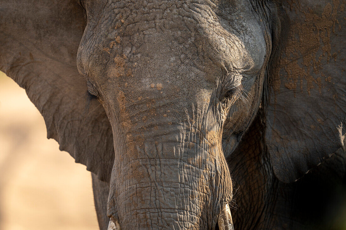 Close-up portrait of an African bush elephant calf (Loxodonta africana) on the savannah,looking down,Segera,Laikipia,Kenya