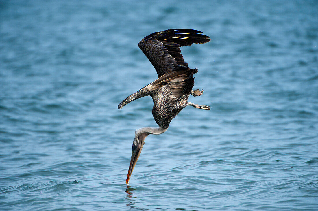 Brauner Pelikan (Pelecanus occidentalis) taucht im Wasser nach Fischen in der Nähe der Insel Santiago im Nationalpark der Galapagos-Inseln, Galapagos-Inseln, Ecuador