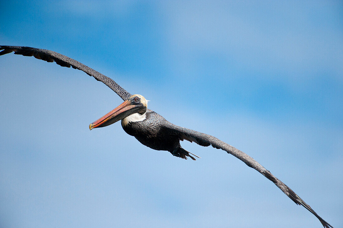 Brauner Pelikan (Pelecanus occidentalis) fliegt vor blauem Himmel in der Nähe der Insel Santiago im Nationalpark der Galapagos-Inseln, Galapagos-Inseln, Ecuador