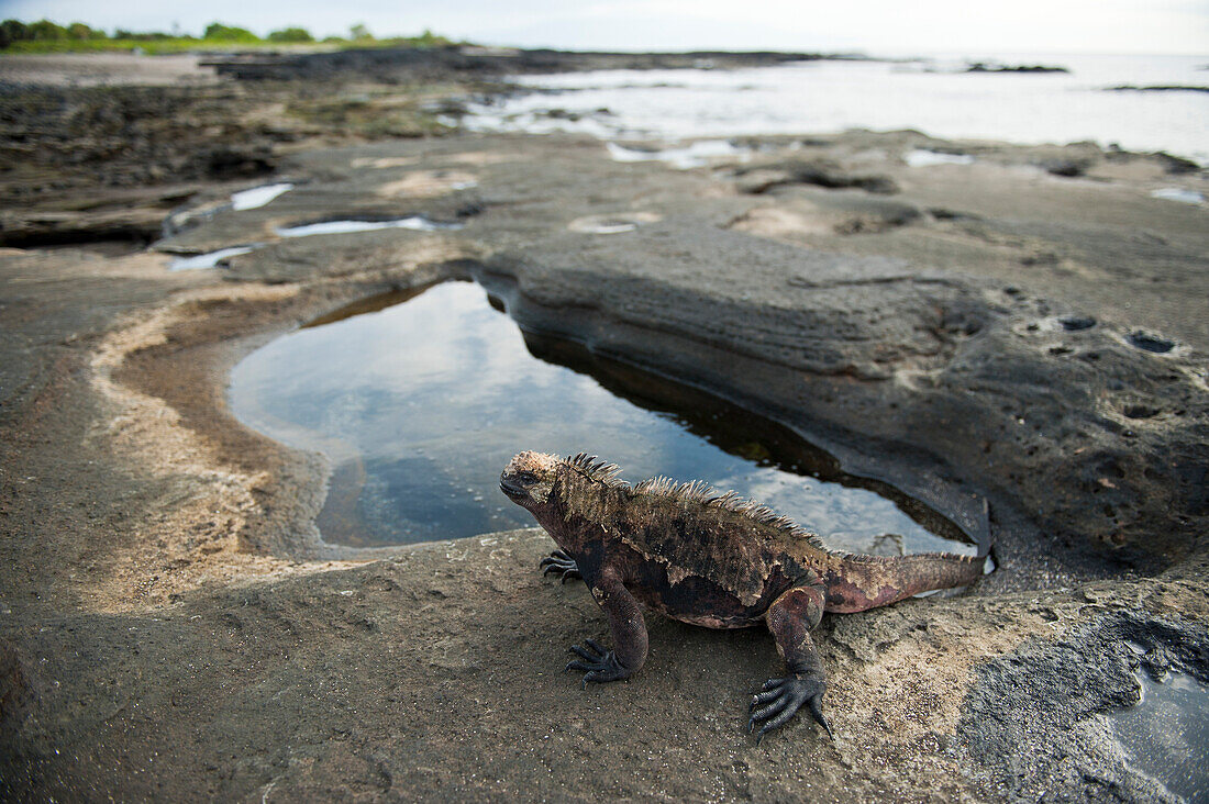 Meeresleguan (Amblyrhynchus cristatus) auf der Insel Santiago im Galapagos-Nationalpark, Insel Santiago, Galapagosinseln, Ecuador