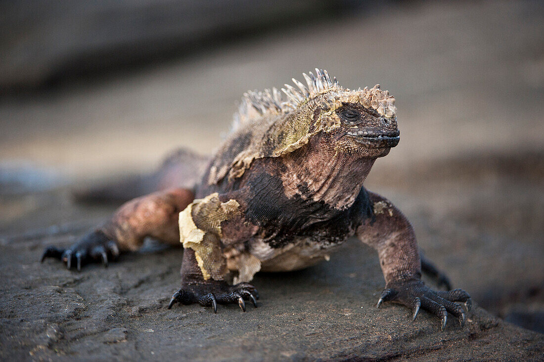 Meeresleguan (Amblyrhynchus cristatus) häutet sich auf einem Felsen auf der Insel Santiago im Galapagos-Nationalpark,Insel Santiago,Galapagosinseln,Ecuador