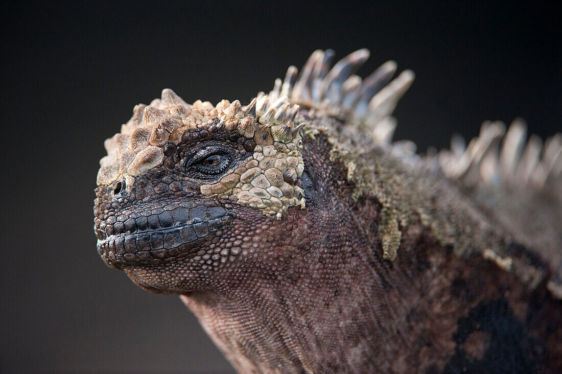 Close up of the head of a Marine iguana (Amblyrhynchus cristatus) in Galapagos Islands National Park,Santiago Island,Galapagos Islands,Ecuador