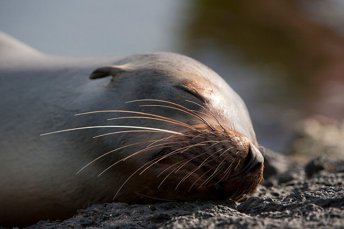 Endangered Galapagos sea lion (Zalophus wollebaeki) sleeps on rock in Galapagos Islands National Park,Santiago Island,Galapagos Islands,Ecuador