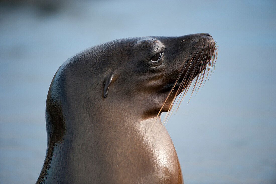 Head of the endangered Galapagos sea lion (Zalophus wollebaeki) in Galapagos Islands National Park,Santiago Island,Galapagos Islands,Ecuador