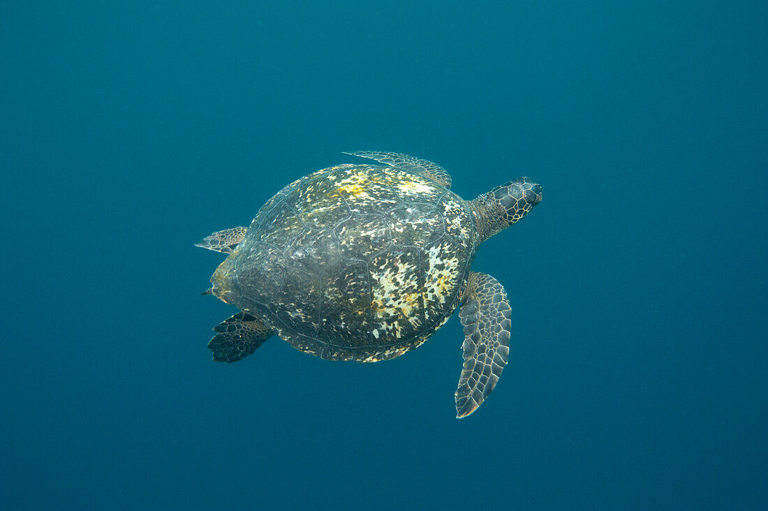 Endangered Green sea turtle (Chelonia mydas) swimming in azure water near Kicker Rock in Galapagos Islands National Park,San Cristobal Island,Galapagos Islands,Ecuador