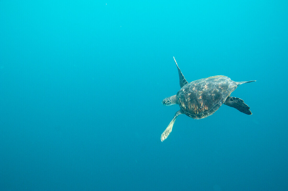 Gefährdete Grüne Meeresschildkröte (Chelonia mydas) schwimmt im blauen Wasser in der Nähe des Kicker Rock im Galapagos Islands National Park,San Cristobal Island,Galapagos Islands,Ecuador