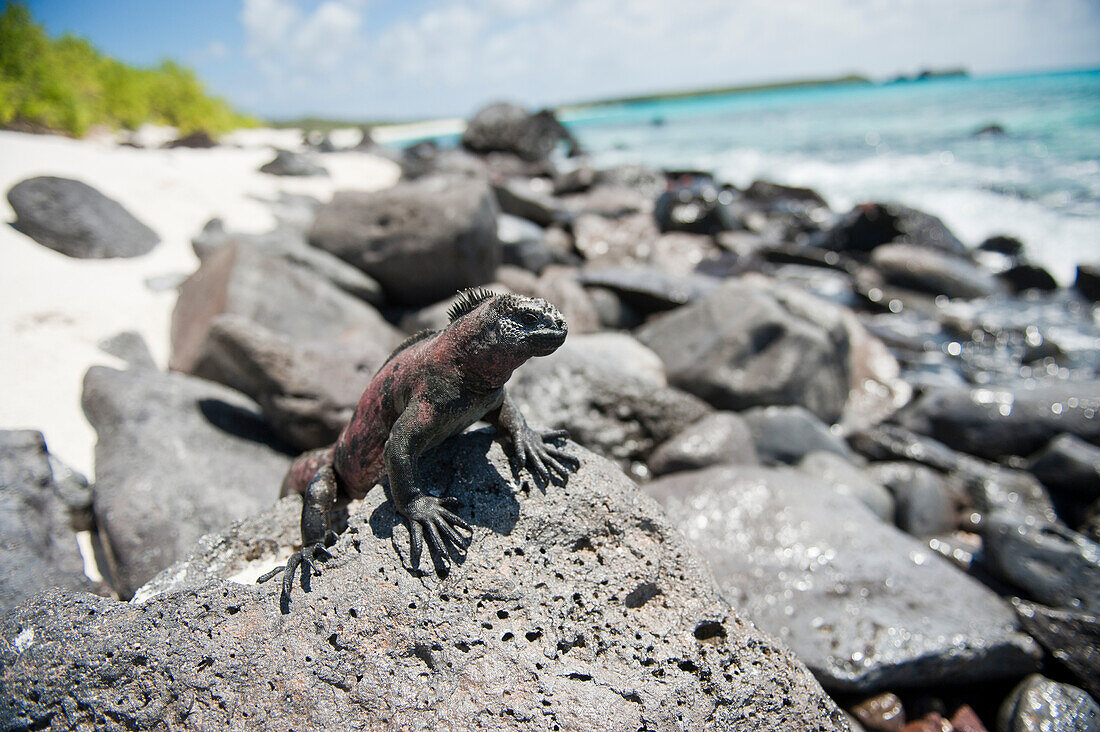 Espanola-Meeresleguan (Amblyrhynchus cristatus venustissimus) kriecht über Felsen an einem von Felsen gesäumten Strand im Galapas-Inseln-Nationalpark, Insel Espanola, Galapagos-Inseln, Ecuador