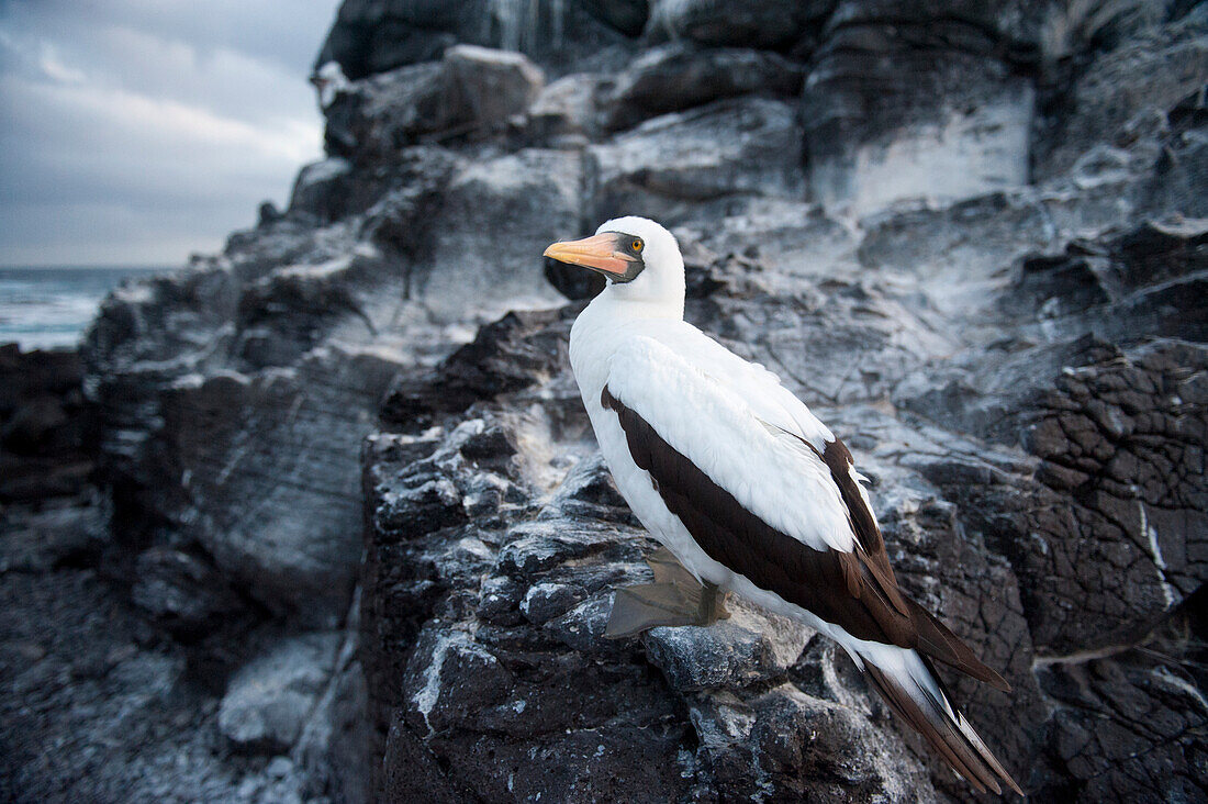 Nazca-Tölpel (Sula granti) auf der Insel Espanola im Nationalpark der Galapagos-Inseln, Insel Espanola, Galapagos-Inseln, Ecuador