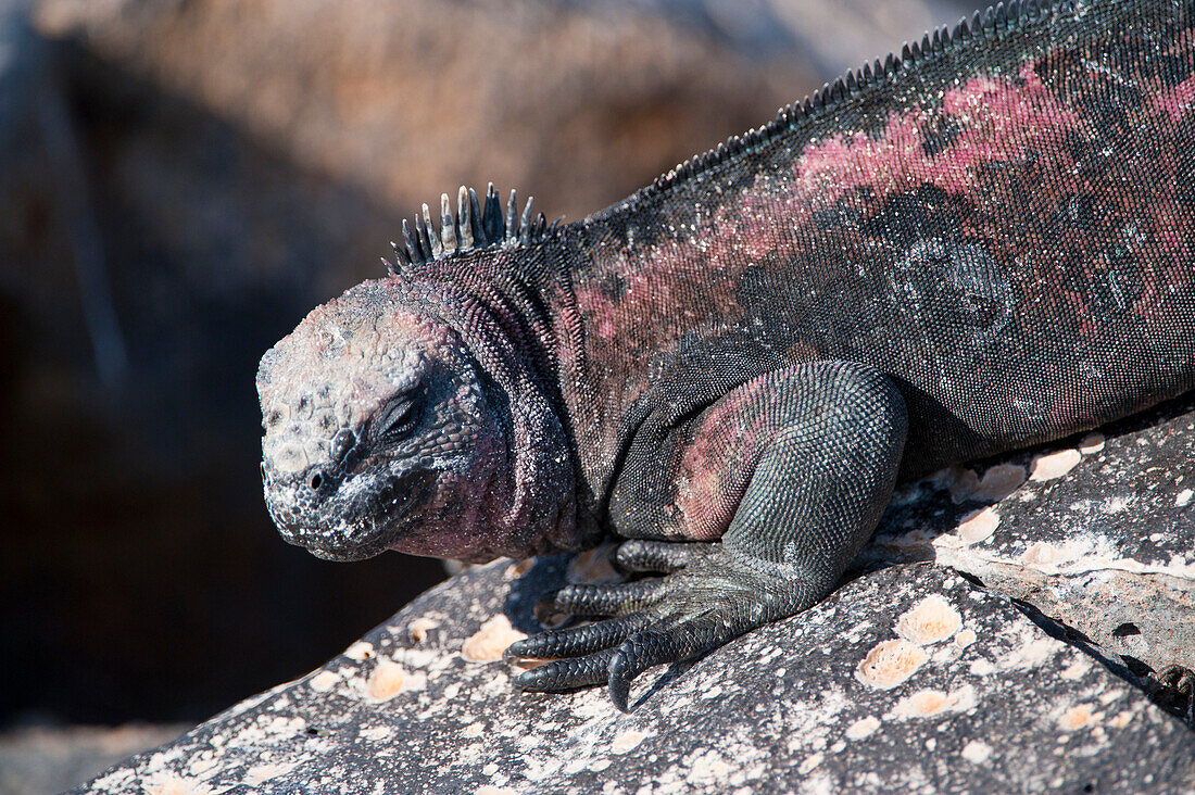 Espanola marine iguana (Amblyrhynchus cristatus venustissimus) perched on a rock in Galapagos Islands National Park,Espanola Island,Galapagos Islands,Ecuador