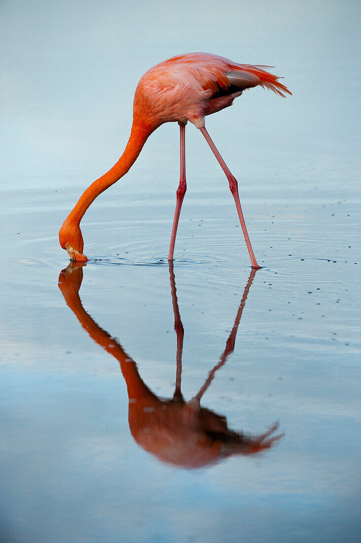 American flamingo (Phoenicopterus ruber) and its mirror reflection in blue water on Floreana Island in Galapagos Islands National Park,Floreana Island,Galapagos Islands,Ecuador