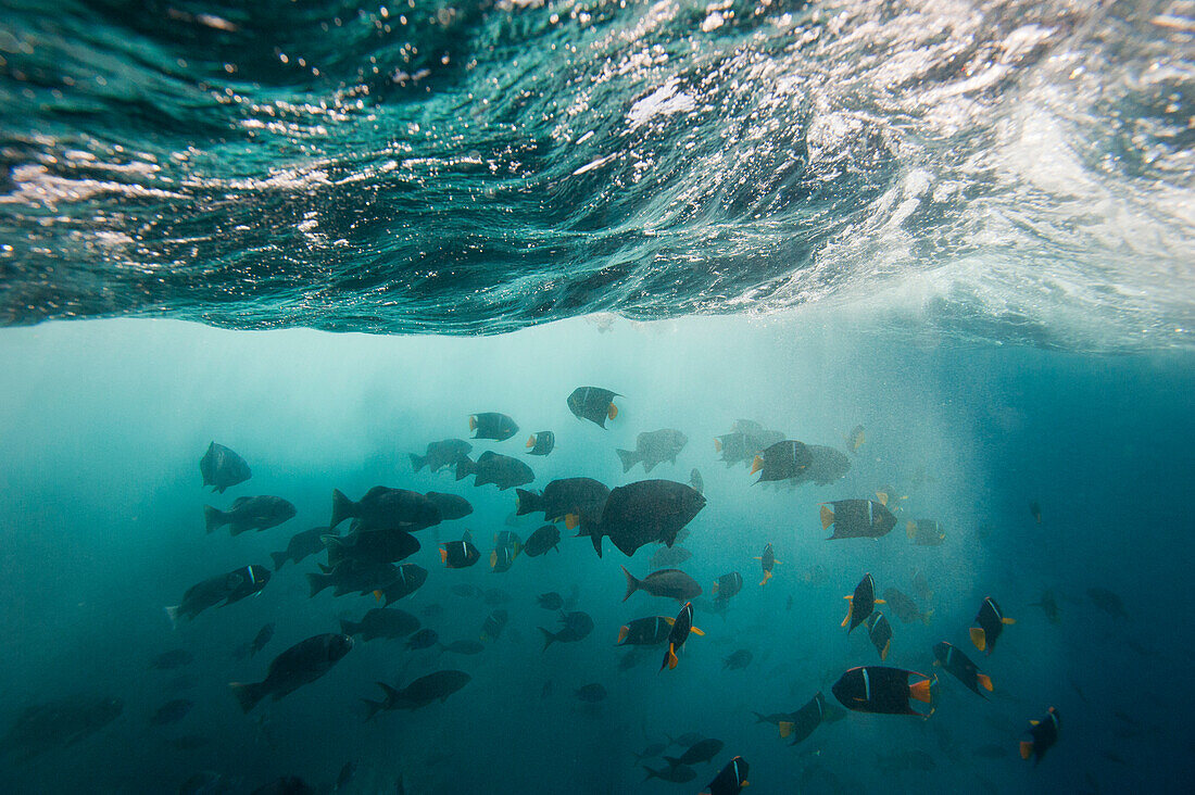 Fischschwarm schwimmt in der Nähe der Insel Floreana im Pazifischen Ozean im Galapagos-Inseln-Nationalpark, Galapagos-Inseln, Ecuador