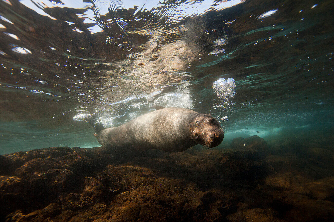 Gefährdeter Galapagos-Seelöwe (Zalophus wollebaeki) unter Wasser in der Nähe der Bartholomew-Insel im Nationalpark der Galapagos-Inseln, Galapagos-Inseln, Ecuador