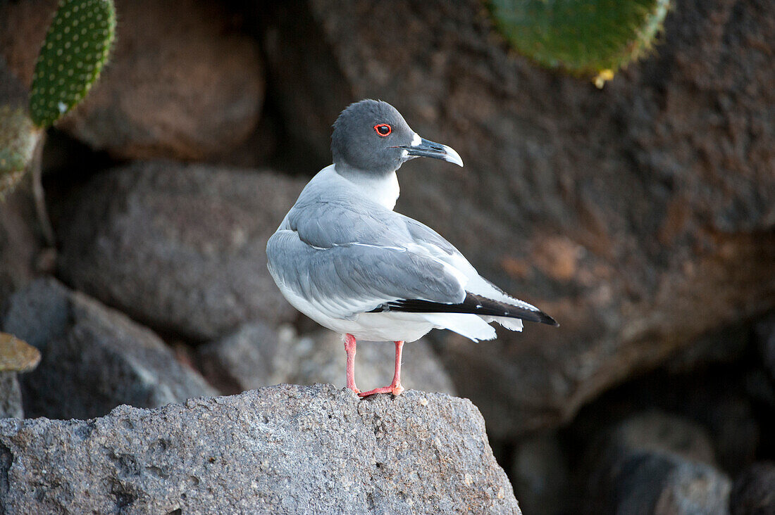 Swallow-tailed gull (Creagrus furcatus) in Galapagos Islands National Park,Genovesa Island,Galapagos Islands,Ecuador