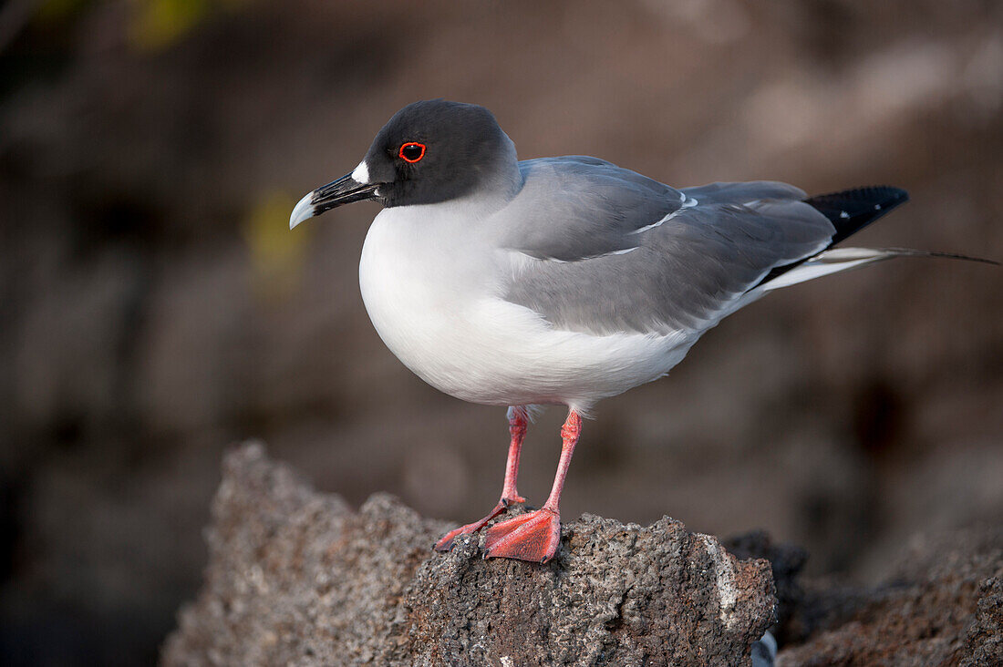 Schwalbenschwanzmöwe (Creagrus furcatus) im Galapagos-Inseln-Nationalpark,Turminsel,Galapagos-Inseln,Ecuador