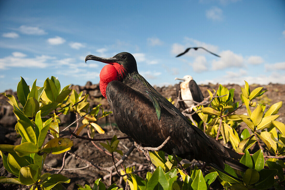 Fregattvogel (Fregata minor) zeigt seinen roten Nackensack, um ein Weibchen anzulocken im Galapagos-Inseln-Nationalpark, Genovesa-Insel, Galapagos-Inseln, Ecuador