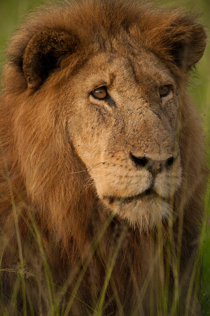Nahaufnahme des Löwen Ziwa (Panthera leo) im Queen-Elizabeth-Nationalpark, Uganda