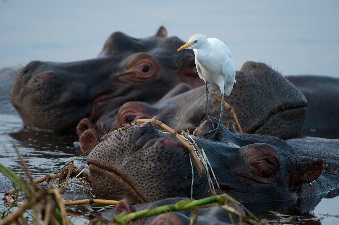 Hippos and shorebirds along the Kazinga Channel in Queen Elizabeth National Park,Uganda