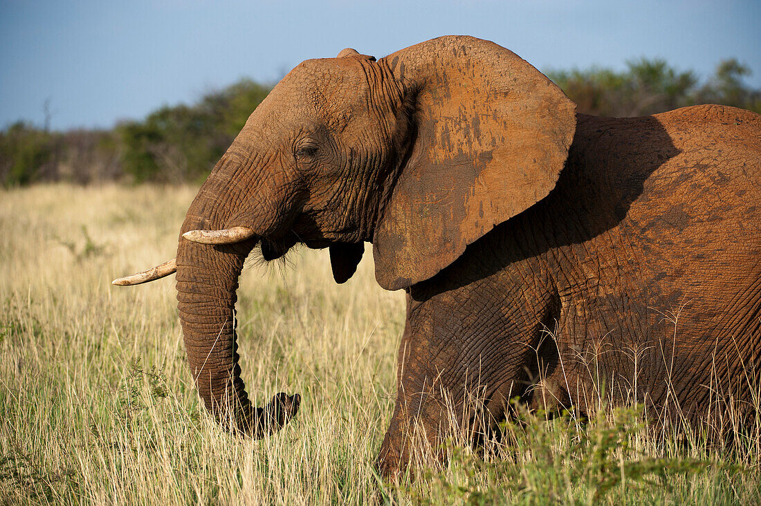 Afrikanischer Elefant (Loxodonta africana) steht im Gras im Madikwe-Wildreservat, Südafrika, Südafrika