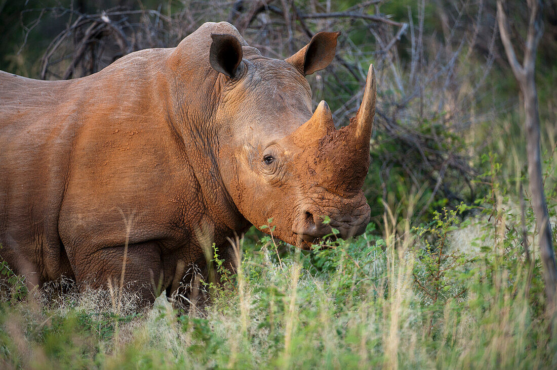 Southern white rhino (Ceratotherium simum) at Madikwe Game Preserve,South Africa