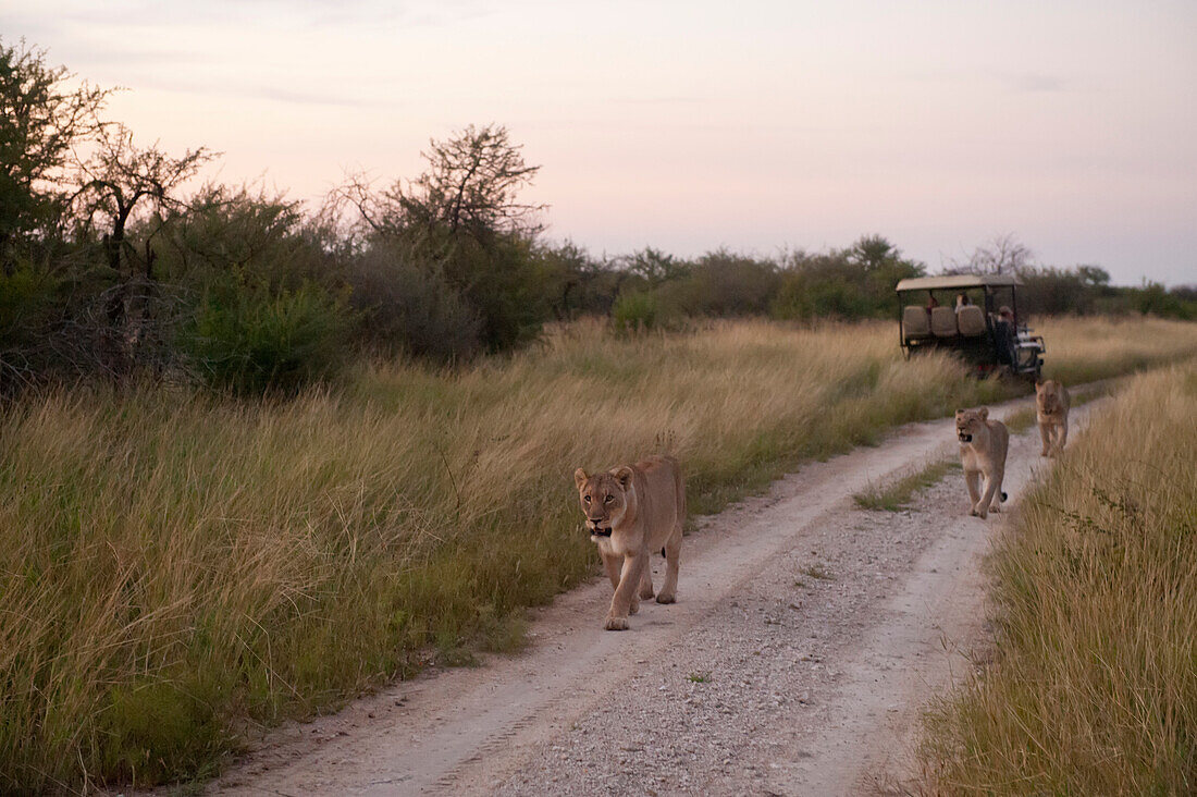 Afrikanische Löwen (Panthera leo) wandern auf einer unbefestigten Straße im Madikwe-Wildreservat in Südafrika, Südafrika