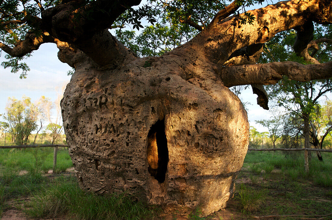 Öffnung in einem Boab-Baum (Adansonia gregorii), der als Gefängnis für Gefangene diente, Derby, Australien