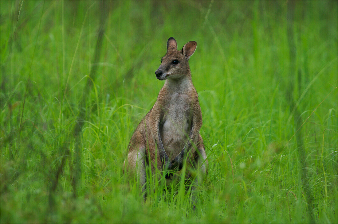 Porträt eines Wallabys,Australien