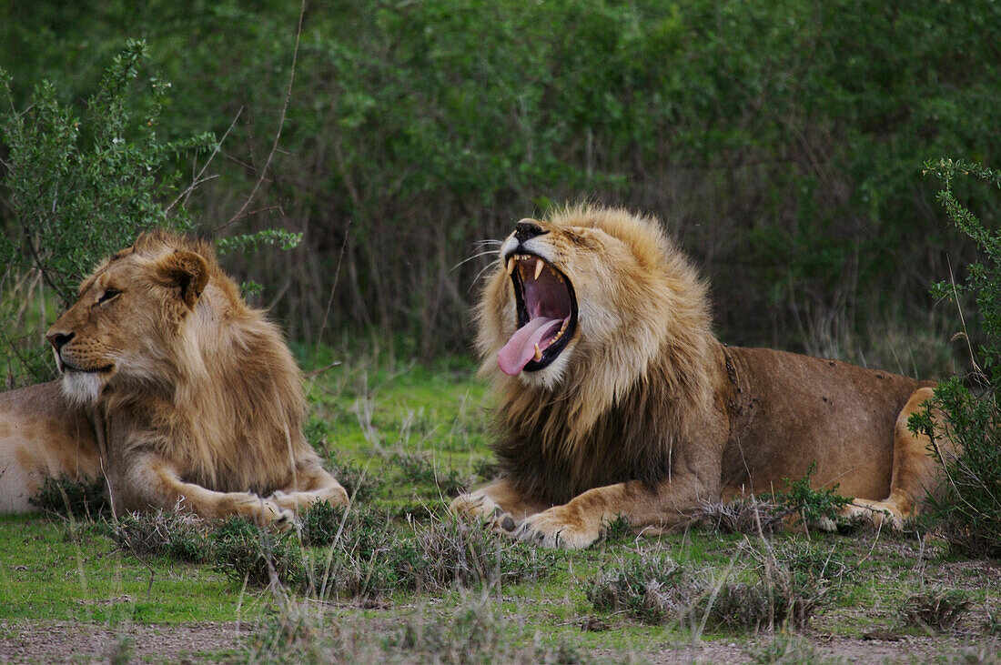 Pair of male lions (Panthera leo) relaxing on the savannah,Serenera,Tanzania