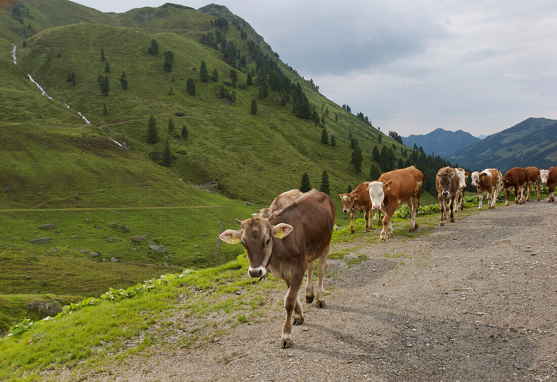 Dairy cows on alm in the Tyrol,Alpbach,Austria
