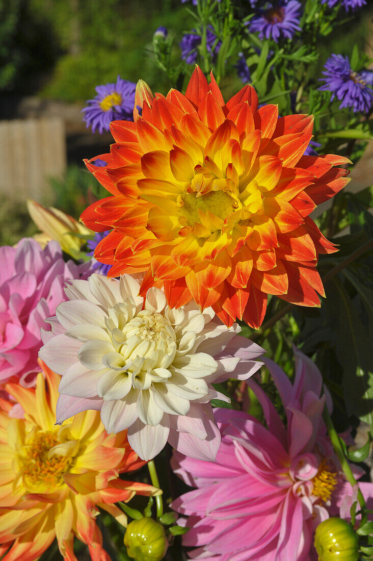 Dahlia flowers capturing the colors of summer,Olympia,Washington,United States of America