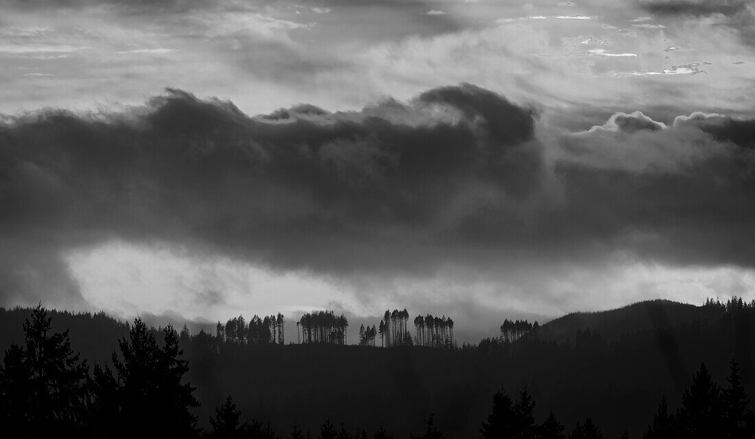 Monochrom einer silhouettierten Black Hills Baumgrenze während eines dramatischen Sonnenuntergangs über dem Capitol State Forest in der Nähe von Olympia,Washington,USA,Washington,Vereinigte Staaten von Amerika