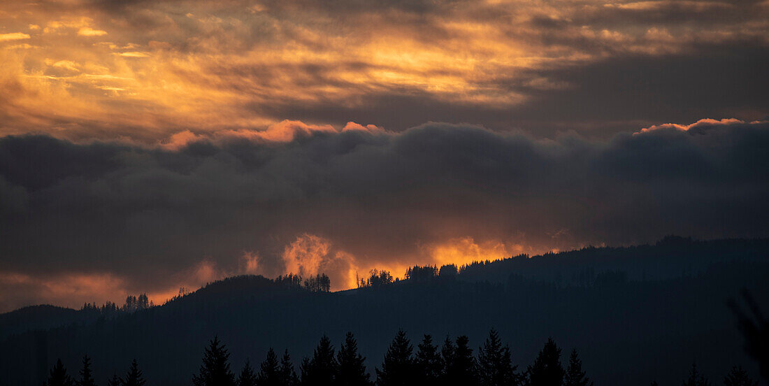Tree line along a ridge of the Black Hills in the Capitol State Forest silhouetted by a dramatic sunset near Olympia,Washington,USA,Washington,United States of America