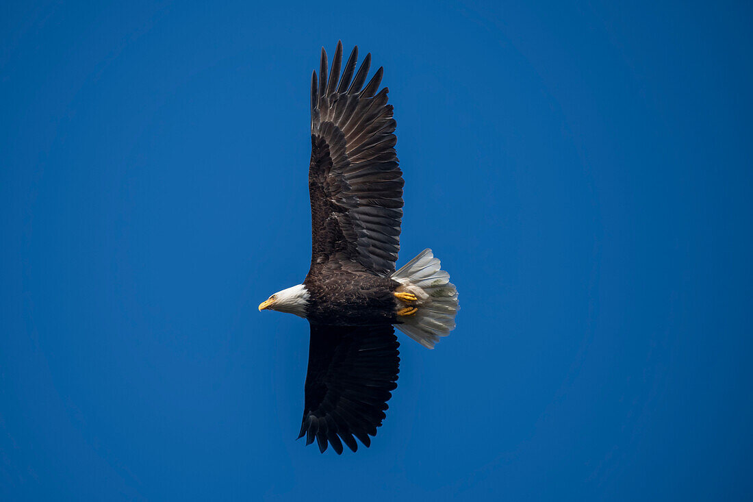 Mächtiger Weißkopfseeadler (Haliaeetus leucocephalus) im Flug bei strahlend blauem Himmel,Kalaloch,Washington,Vereinigte Staaten von Amerika