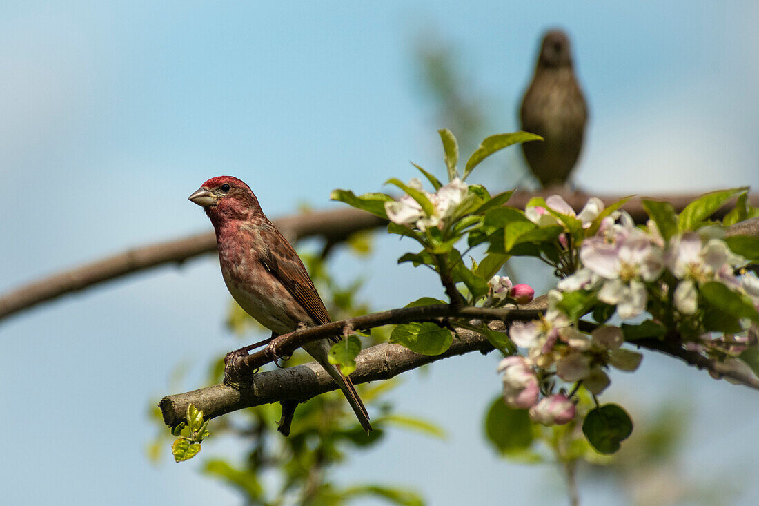 Beautiful male House Finch (Haemorhous mexicanus) perched on a flowering apple tree branch,Olympia,Washington,United States of America